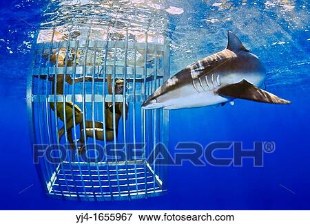 Galapagos shark, Carcharhinus galapagensis, and snorkelers in cage, showing nictitating membrane, offshore, North Shore, Oahu, Hawaii, USA, Pacific Ocean View Large Photo Image Stock Photo - Galapagos shark, Carcharhinus galapagensis, and snorkelers in cage, showing nictitating membrane, offshore, North Shore, Oahu, Hawaii, USA, Pacific Ocean. Fotosearch