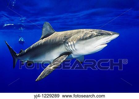 Galapagos sharks, Carcharhinus galapagensis, feeding on bait, North Shore, Oahu, Hawaii, USA, Pacific Ocean View Large Photo Image Stock Photo - Galapagos sharks, Carcharhinus galapagensis, feeding on bait, North Shore, Oahu, Hawaii, USA, Pacific Ocean. Fotosearch