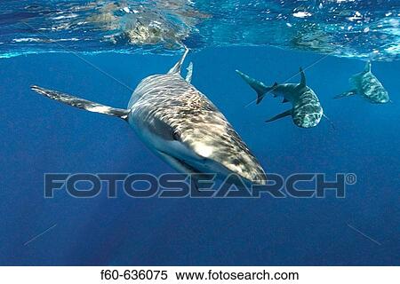 Galapagos sharks (Carcharhinus galapagensis), Oahu, Hawaii View Large Photo Image Stock Photography - Galapagos sharks (Carcharhinus galapagensis), Oahu, Hawaii. Fotosearch