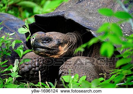 Picture - Galapagos Tortoise in Galapagos Islands. Fotosearch