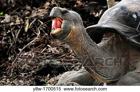 Stock Photography - Galapagos Tortoise in Galapagos Islands. Fotosearch