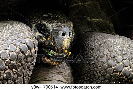 Galapagos Tortoise on Galapagos Islands View Large Photo Image Picture - Galapagos Tortoise on Galapagos Islands. Fotosearch
