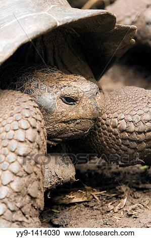 Galapagos Tortoise - Santa Maria Floreana o Charles Island - Galapagos Islands, Ecuador View Large Photo Image Stock Image - Galapagos Tortoise - Santa Maria Floreana o Charles Island - Galapagos Islands, Ecuador. Fotosearch