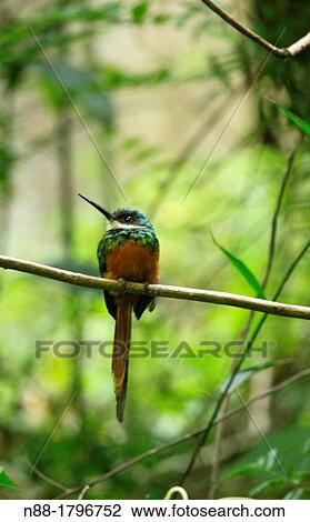 Galbula ruficauda, La Guairita, Venezuela View Large Photo Image Stock Image - Galbula ruficauda, La Guairita, Venezuela. Fotosearch
