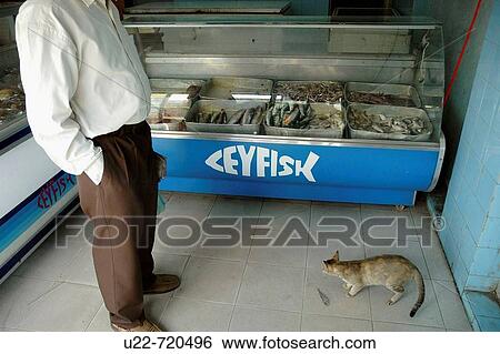 Galle Sri Lanka: cat fed at a fish market View Large Photo Image Stock Photograph - Galle Sri Lanka: cat fed at a fish market. Fotosearch