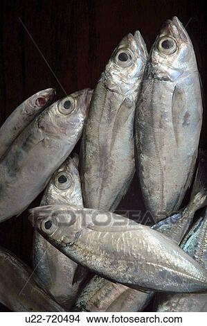 Galle Sri Lanka: fresh fish sold at the fish market View Large Photo Image Picture - Galle Sri Lanka: fresh fish sold at the fish market. Fotosearch