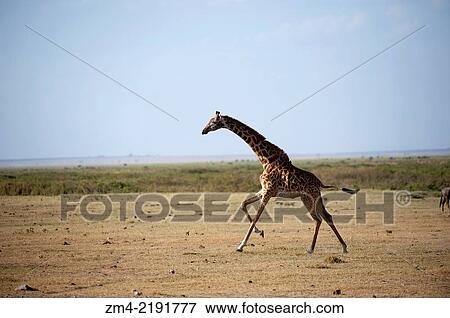 Galloping Masai Giraffe (Giraffa camelopardalis tippelskirchi) in Amboseli National Park in Kenya. View Large Photo Image Stock Photo - Galloping Masai Giraffe (Giraffa camelopardalis tippelskirchi) in Amboseli National Park in Kenya.. Fotosearch