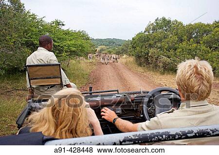Game drive in the Phinda private park. Kwazulu-Natal province. South Africa View Large Photo Image Stock Photo - Game drive in the Phinda private park. Kwazulu-Natal province. South Africa. Fotosearch