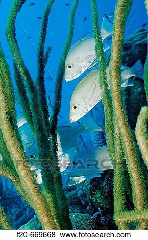 Game fish, Gray snapper, Lutjanus griseus, Netherlands Antilles, Bonaire, Caribbean Sea View Large Photo Image Stock Photo - Game fish, Gray snapper, Lutjanus griseus, Netherlands Antilles, Bonaire, Caribbean Sea. Fotosearch