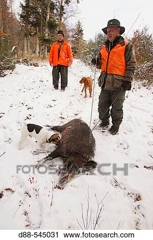 Stock Image - Game hunting. Wild boars (Sus scrofa).. Fotosearch