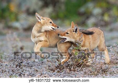 Game of chase between Ethiopian wolf siblings View Large Photo Image Stock Image - Game of chase between Ethiopian wolf siblings. Fotosearch