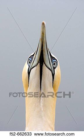 Gannet (Morus bassanus). Bass Rock, Scotland. UK. View Large Photo Image Stock Image - Gannet (Morus bassanus). Bass Rock, Scotland. UK.. Fotosearch