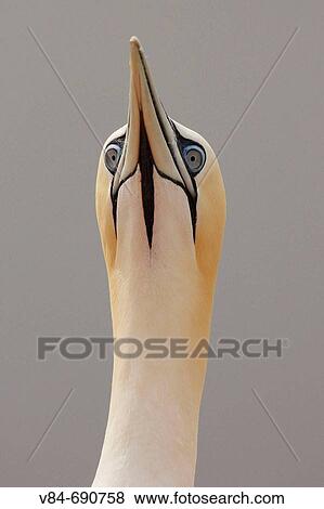 Gannet, Sula bassana View Large Photo Image Stock Photo - Gannet, Sula bassana. Fotosearch