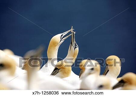 Stock Photograph - Gannets on Bass Rock. Fotosearch