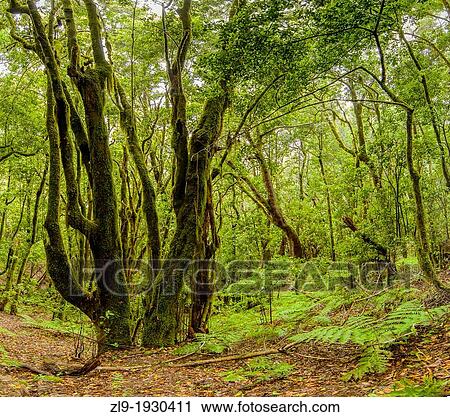Garajonay National Park in the center and north of the island of La Gomera Canary Islands, Spain View Large Photo Image Stock Image - Garajonay National Park in the center and north of the island of La Gomera Canary Islands, Spain. Fotosearch