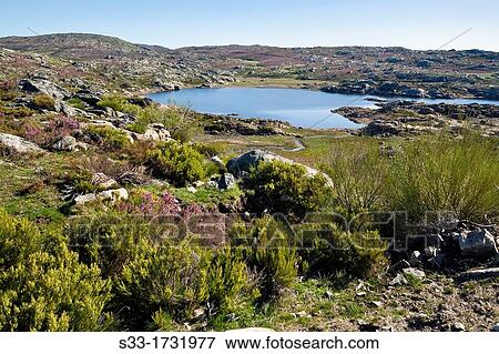 Garandones reservoir in the Sanabria Natural Park Ribadelago Zamora Castilla Le? n Spain View Large Photo Image Stock Photo - Garandones reservoir in the Sanabria Natural Park Ribadelago Zamora Castilla Le? n Spain. Fotosearch