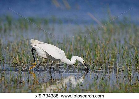 Stock Photo - Garceta comn pescando. Egretta garzetta. Badajoz. Extremadura. Espaa. Fotosearch