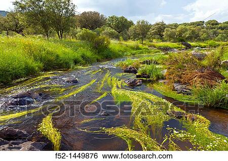Stock Photograph - Garciaz river, Garciaz, Las Villuercas, Caceres, Extremadura, Spain, Europe.. Fotosearch