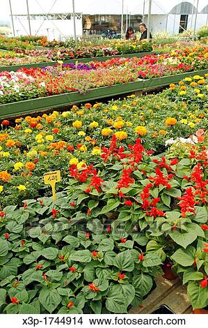 Garden center Banyoles, Girona, Catalonia, Spain View Large Photo Image Picture - Garden center Banyoles, Girona, Catalonia, Spain. Fotosearch