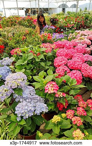 Garden center Banyoles, Girona, Catalonia, Spain View Large Photo Image Stock Photo - Garden center Banyoles, Girona, Catalonia, Spain. Fotosearch