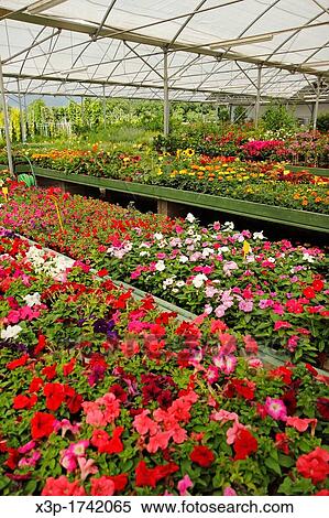 Garden center Banyoles, Girona, Catalonia, Spain View Large Photo Image Stock Photography - Garden center Banyoles, Girona, Catalonia, Spain. Fotosearch
