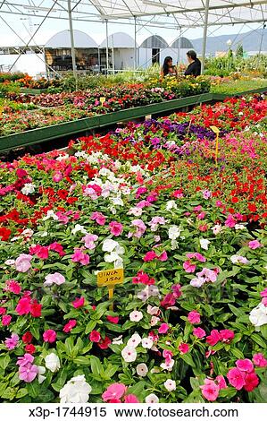 Garden center Banyoles, Girona, Catalonia, Spain View Large Photo Image Stock Photography - Garden center Banyoles, Girona, Catalonia, Spain. Fotosearch