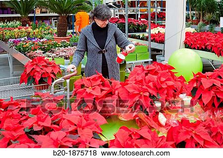 Garden center, poinsettia sale, Christmas Shopping. View Large Photo Image Stock Photo - Garden center, poinsettia sale, Christmas Shopping.. Fotosearch