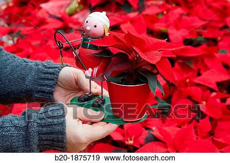Garden center, poinsettia sale, Christmas Shopping. View Large Photo Image Stock Photo - Garden center, poinsettia sale, Christmas Shopping.. Fotosearch