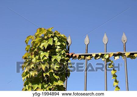 Picture - garden fence covered with growing ivy leaves and blue sky. Fotosearch