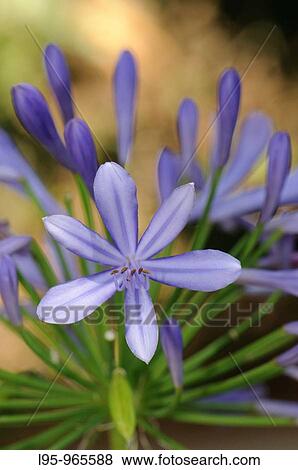 Stock Photo - Garden flower, Spain. Fotosearch