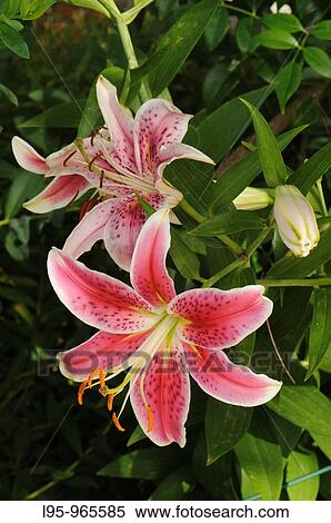 Garden flower, Spain View Large Photo Image Stock Photography - Garden flower, Spain. Fotosearch