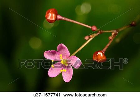 Stock Image - Garden flower. Fotosearch