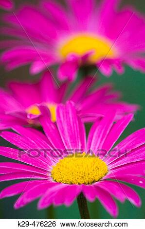 Garden Flowers- Painted Daisies. Lively, ON, Canada View Large Photo Image Stock Photograph - Garden Flowers- Painted Daisies. Lively, ON, Canada. Fotosearch