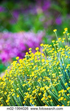 Garden in Corte, Corsica, France. View Large Photo Image Stock Photograph - Garden in Corte, Corsica, France.. Fotosearch