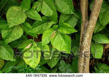 Stock Photography - Garden leaves, Guatemala City. Fotosearch