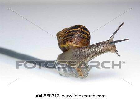 Garden Snail on ethernet cable View Large Photo Image Stock Image - Garden Snail on ethernet cable. Fotosearch