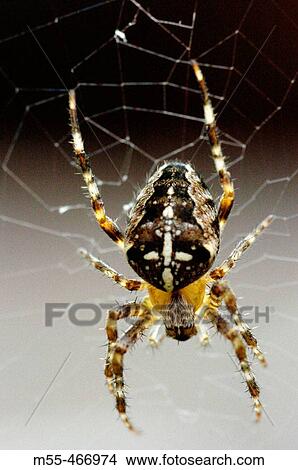 Garden spider View Large Photo Image Picture - Garden spider. Fotosearch