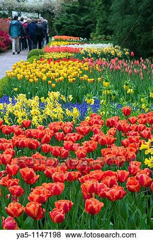 Garden view of colorfull Keukenhof tulip flower park in the Netherlands View Large Photo Image Stock Photo - Garden view of colorfull Keukenhof tulip flower park in the Netherlands. Fotosearch