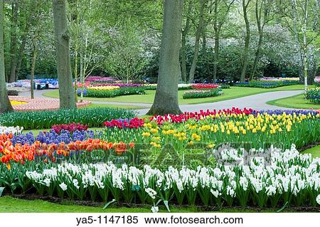 Garden view of colorfull Keukenhof tulip flower park in the Netherlands View Large Photo Image Stock Photography - Garden view of colorfull Keukenhof tulip flower park in the Netherlands. Fotosearch