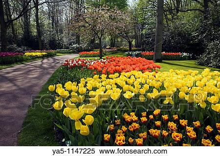 Stock Photography - Garden view of colorfull Keukenhof tulip flower park in the Netherlands. Fotosearch