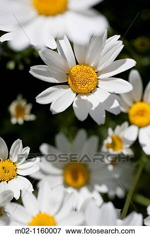 Garden with Anthemis maritima View Large Photo Image Stock Photo - Garden with Anthemis maritima. Fotosearch