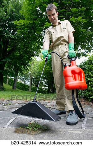 Picture - Gardener applying herbicide with bell sprayer.. Fotosearch