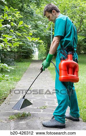 Stock Image - Gardener applying herbicide with bell sprayer.. Fotosearch