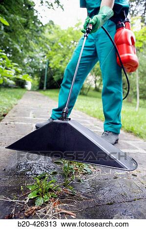Stock Image - Gardener applying herbicide with bell sprayer.. Fotosearch