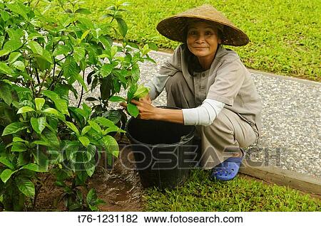 gardener at work in Luang Prabang, Laos View Large Photo Image Stock Image - gardener at work in Luang Prabang, Laos. Fotosearch