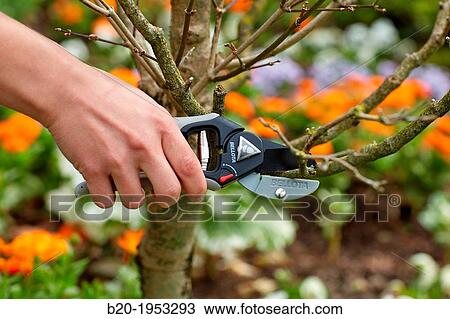 Gardener cutting bush, Pruning secateurs, Hand tool, Garden,. View Large Photo Image Stock Image - Gardener cutting bush, Pruning secateurs, Hand tool, Garden,.. Fotosearch