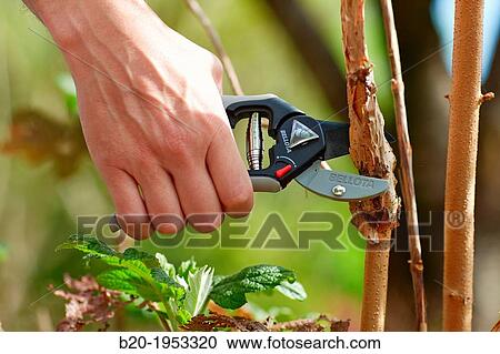 Gardener cutting bush, Pruning secateurs, Hand tool, Garden,. View Large Photo Image Stock Image - Gardener cutting bush, Pruning secateurs, Hand tool, Garden,.. Fotosearch