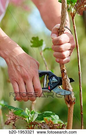 Stock Image - Gardener cutting bush, Pruning secateurs, Hand tool, Garden,.. Fotosearch