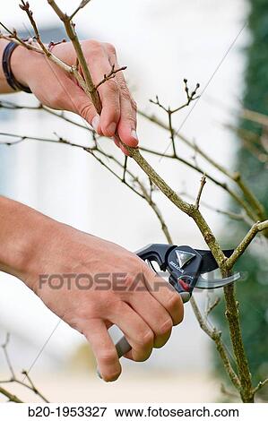 Gardener cutting bush, Pruning secateurs, Hand tool, Garden,. View Large Photo Image Stock Photo - Gardener cutting bush, Pruning secateurs, Hand tool, Garden,.. Fotosearch