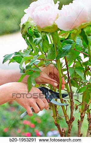Gardener cutting flowers, Pruning secateurs, Hand tool, Garden, Roses. View Large Photo Image Stock Image - Gardener cutting flowers, Pruning secateurs, Hand tool, Garden, Roses.. Fotosearch